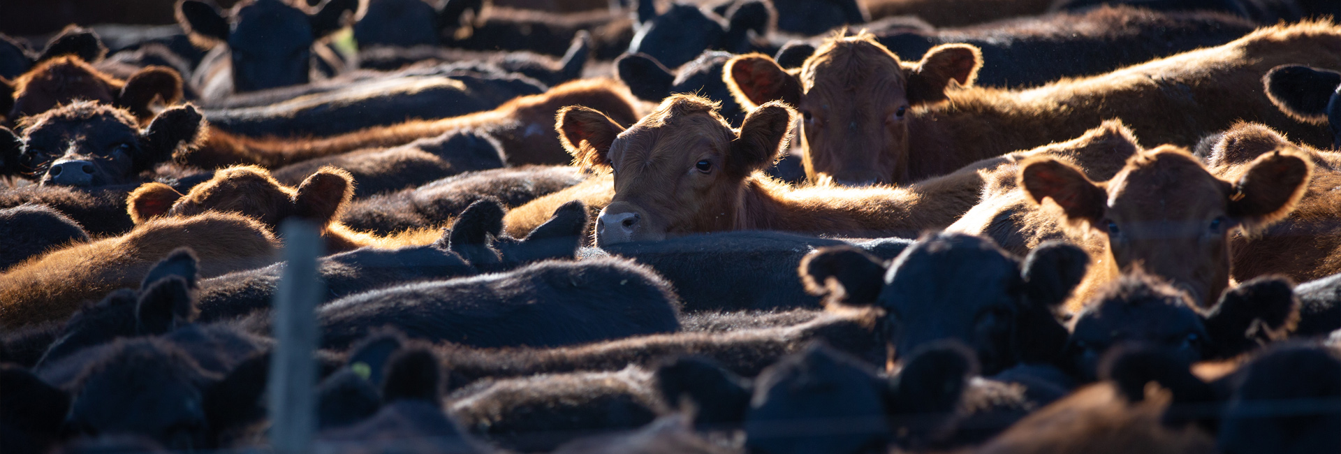 Sell Your Livestock or Hay Online.